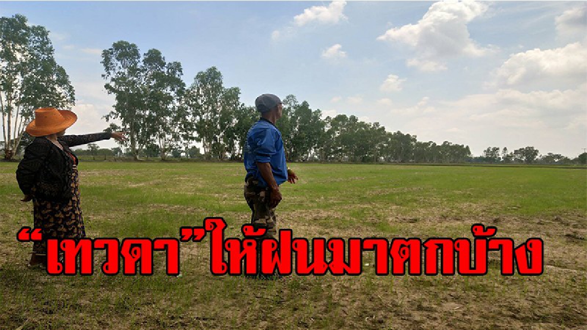 ทำไมไม่ตกที่นี่บ้าง!! ชาวนาโคราชทุกข์หนัก ฝนทิ้งช่วงนานหลายสัปดาห์ ต้นข้าวนาปีเริ่มเหี่ยวเฉา(มีคลิป)