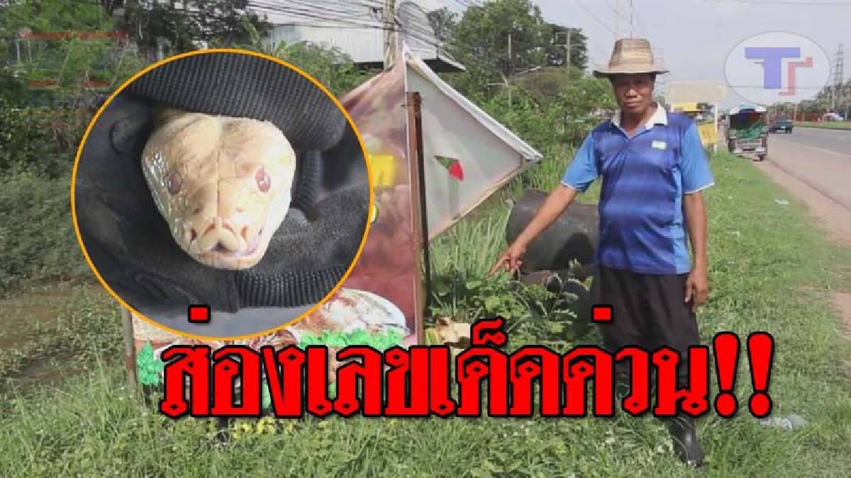 มันมาให้โชค..!! หนุ่มใหญ่ผงะ หลังออกมาเกี่ยวหญ้านำไปให้วัว พบ "งูหลามสีทอง" ตัวใหญ่ เชื่อว่าจะได้โชคลาภ เพราะวันนี้เป็นวันเกิดของตนเอง!?