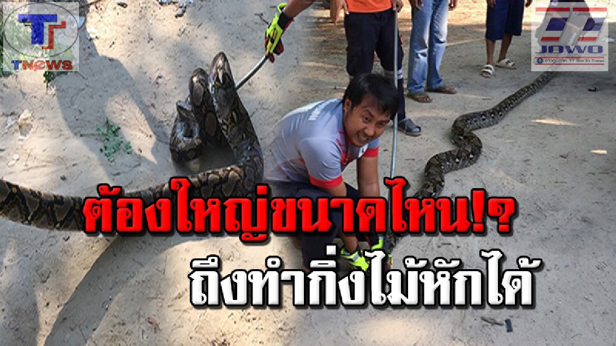 สิ้นท่า !!! เหลือมยักษ์หวังเขมือบไก่ เจ้าของพบ เลื้อยหนีขึ้นต้นมะรุม สุดท้ายไม่รอดกิ่งไม้หัก ถูกจับโดยละม่อม (คลิป)