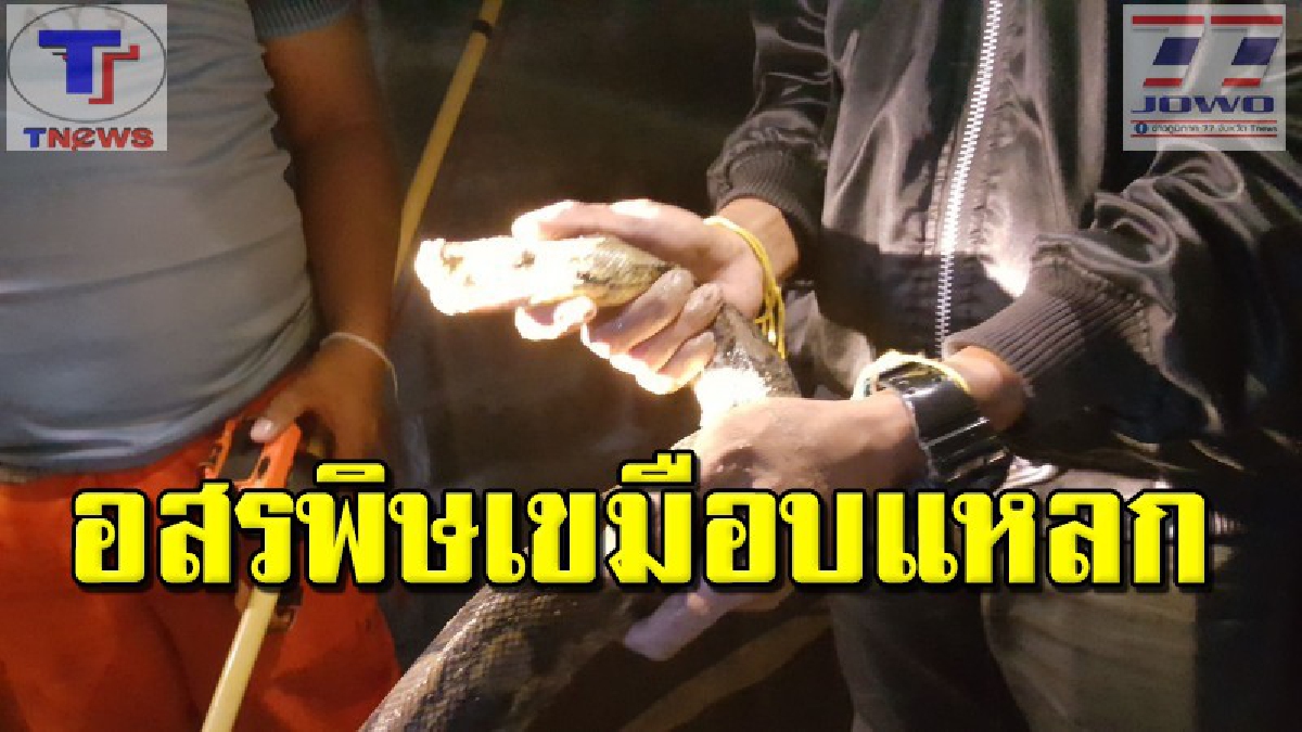ผวาสุดขีด!! งูเหลือมยักษ์ยาวกว่า 4 เมตร แขกไม่ได้รับเชิญไล่เขมือบเป็ดกลางดึกแทบหมดเล้า (ชมคลิป)