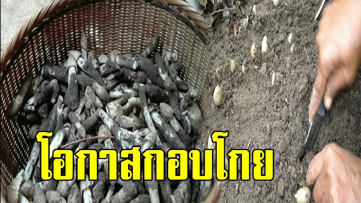 พลิกวิกฤตเป็นโอกาส !!ชาวบ้าน อ.ปักธงชัย โคราช เฮผลพลอยได้จากพายุเข้าแต่ในป่าเขาเห็ดโผล่เพียบ เก็บขายสร้างรายได้
