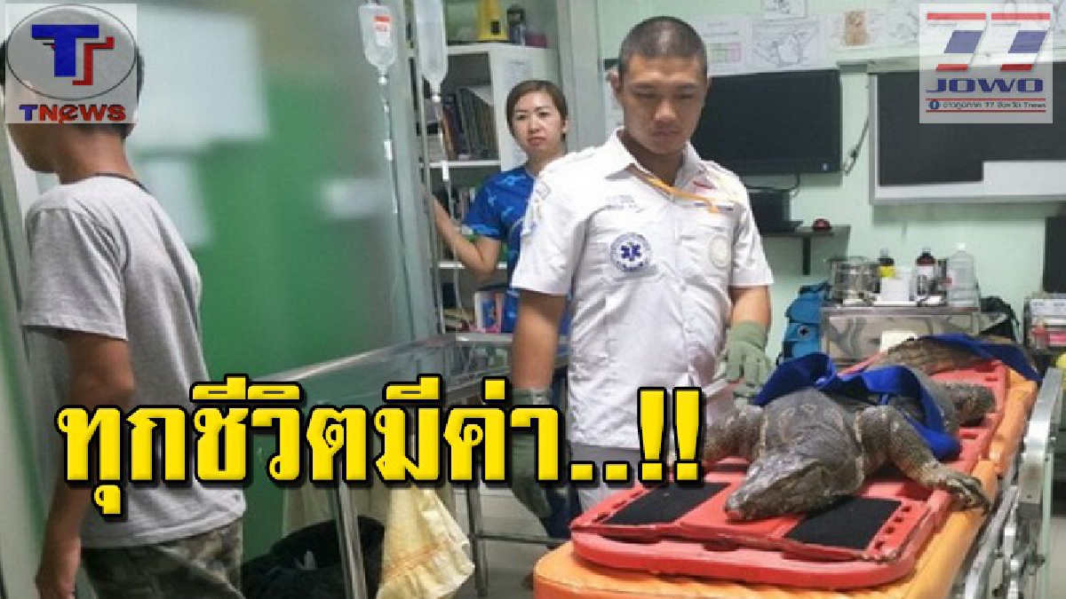 ใจหล่อมาก! กู้ภัยสุโขทัยรุดช่วย &ldquo;ตัวเงินตัวทอง&rdquo; ถูกรถทับสลบข้างถนน-หามเปลส่ง รพ. ยื้อชีวิต (ชมคลิป)