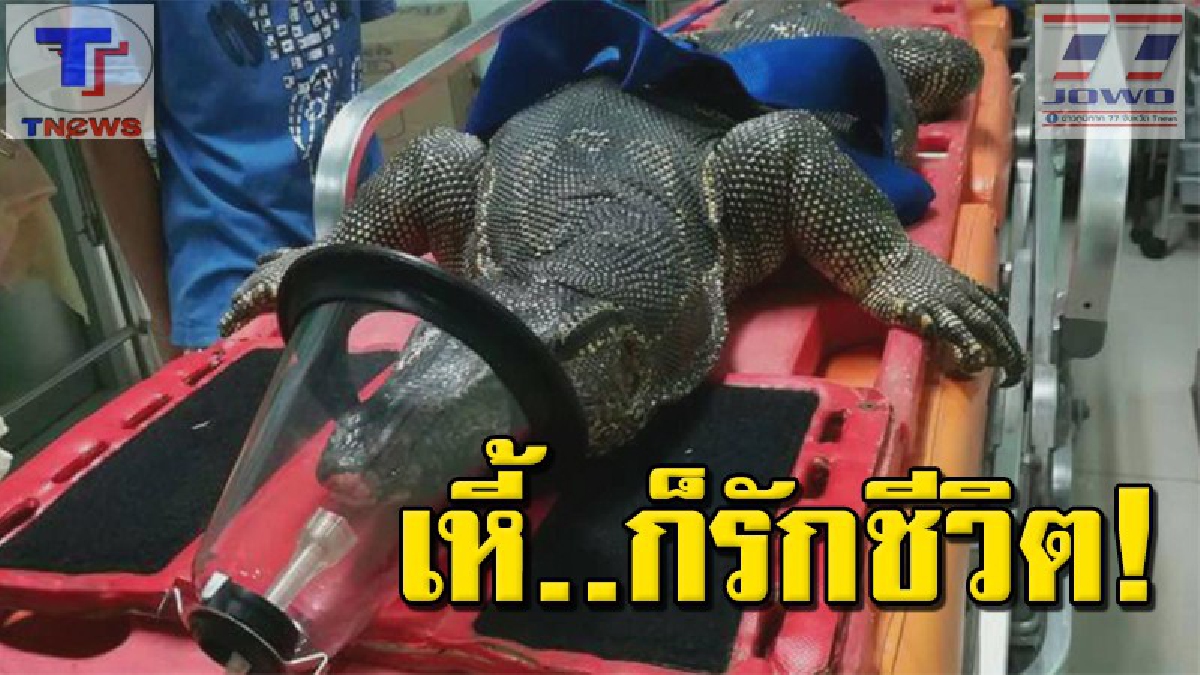 กู้ภัยใจบุญ !!! นำวรนุชรุ่นใหญ่ ส่งโรงพยาบาลสัตว์ หลังถูกคนใจบาปชนแล้วหนี (คลิป)