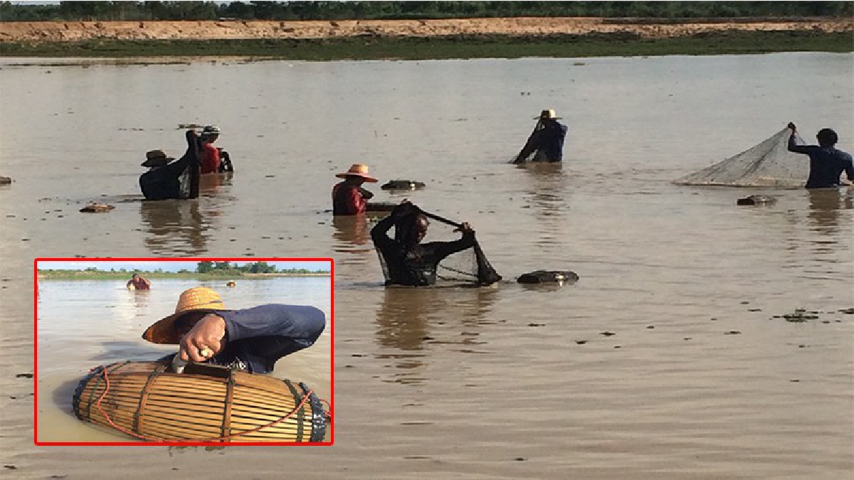 ชาวท่าลาด อ.ชุมพลบุรี พลิกฟื้นภูมิปัญญาล้อมวงหว่านแหหาปลา อนุรักษ์วิถีชีวิตชาวประมงพื้นบ้านกว่า 100 ปี