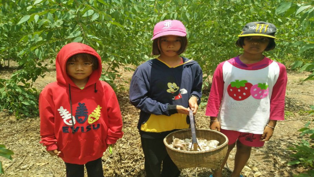 โอกาสทองมาแล้ว !! ชาวบ้านอำเภอคงโคราชคึกคัก แห่เก็บเห็ดป่าขายช่วงฝนตกต่อเนื่อง สร้างรายได้วันละหลายพันบาท (มีคลิป)