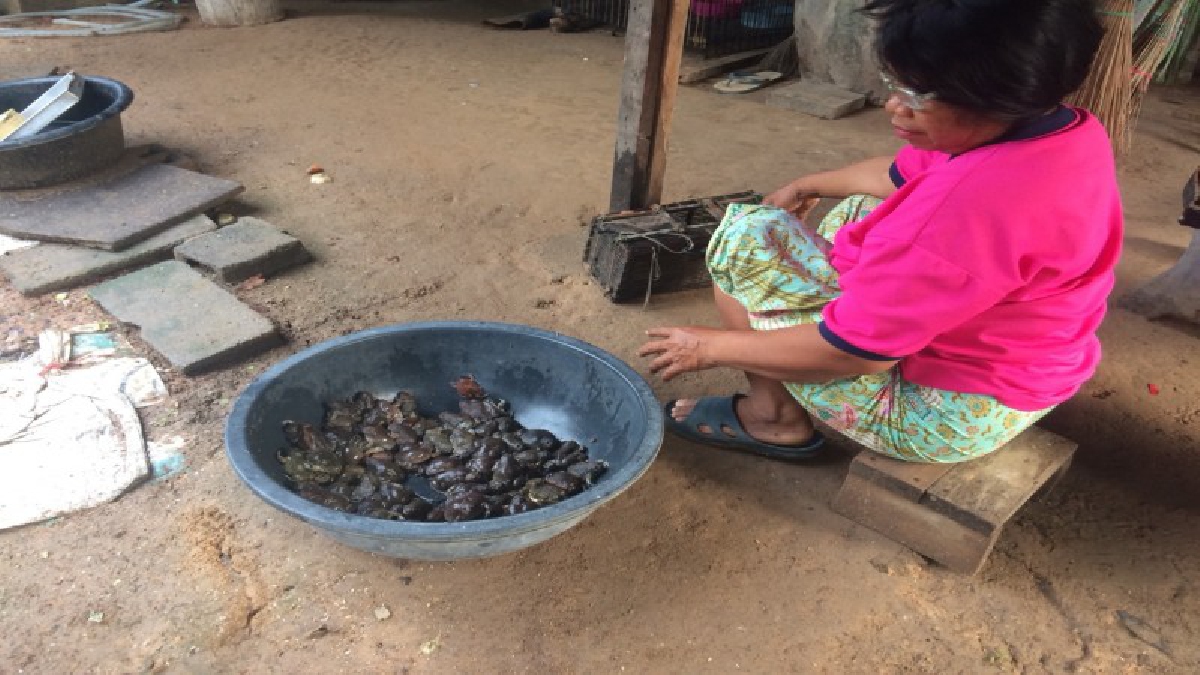 ไอเดียเก๋!! ชาวบ้านเมืองช้าง..เปิดเครื่องเสียงล่อจับ"อึ่งเพ้า" หลังฝนหยุดตก นำไปประกอบอาหารสารพัดเมนู อีกทั้งนำไปขายสร้างรายได้อย่างงาม