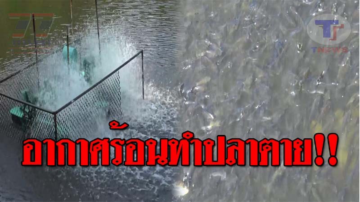 อากาศร้อนจัด..!! ชาวสงขลาหวั่น สระบัวน้ำเน่า ปลาตายอีกช่วงหน้าร้อนปีนี้ วอนทางเทศบาลเข้ามา ช่วยปรับสภาพน้ำให้ดีขึ้น (ชมคลิป)