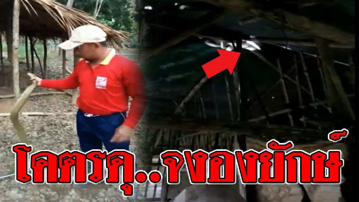 ปราบโคตรจงอาง ! เปิดคลิปชัดๆ จงอางยักษ์แอบเลื้อยเขมือบไก่ เกือบหมดเล้า งานนี้มันฮึดสู้ขาดใจ..!?