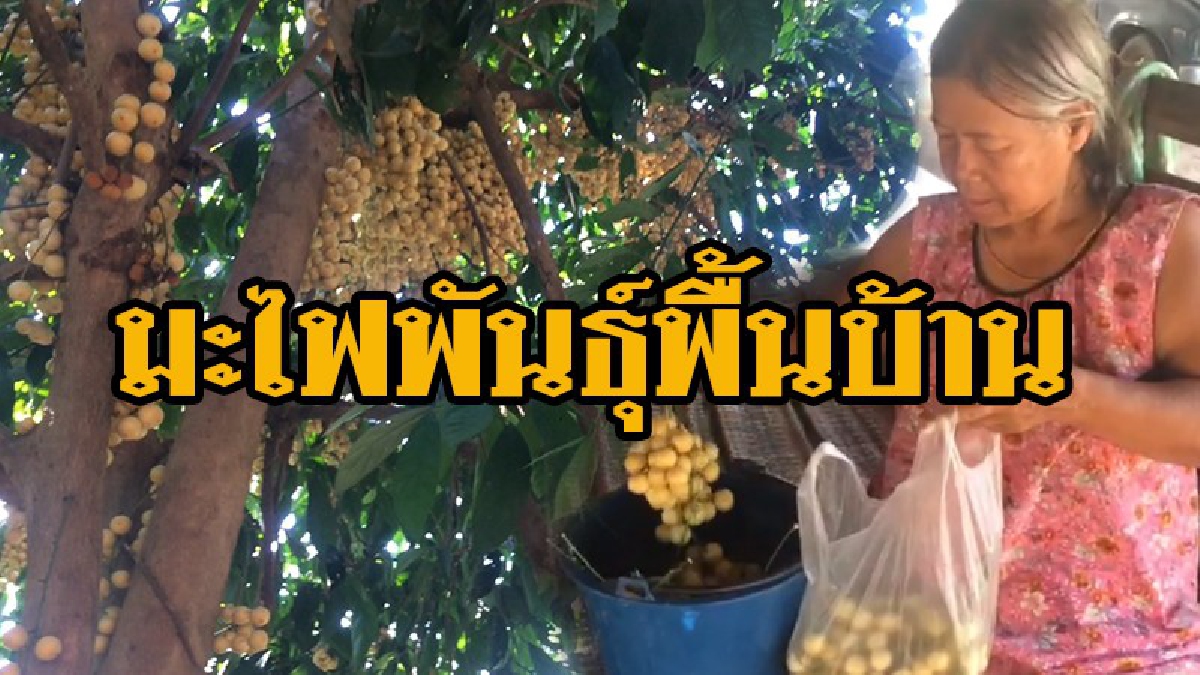 #มะไฟพันธุ์พื้นบ้านที่เมืองช้าง รสหวาน ปลูกด้วยวิธีปล่อยตามธรรมชาติปลอดภัย ใครผ่านมาแวะมาชิมได้ ขอก็ให้ ซื้อก็ขาย..!? (ชมคลิป)