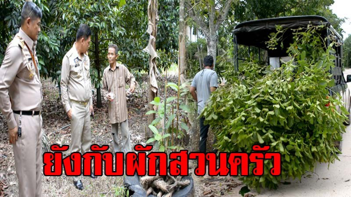 ทำผิดกม.แล้วยังทำลายอนาคตของชาติอีก !! ทหารชุดเฉพาะกิจ ทร.ภ. 1 ร่วมฝ่ายปกครองจับชาวบ้านปลูกกระท่อมขายนักเรียน