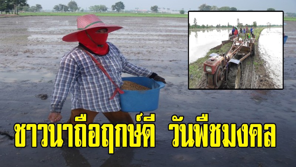 ชาวนาชัยนาท "ถือฤกษ์ดี" หว่านข้าววันพืชมงคล และเฝ้าติดตามคำพยากรณ์ หวังให้ปีนี้ปลูกข้าวได้ผลผลิตดี(มีคลิป)