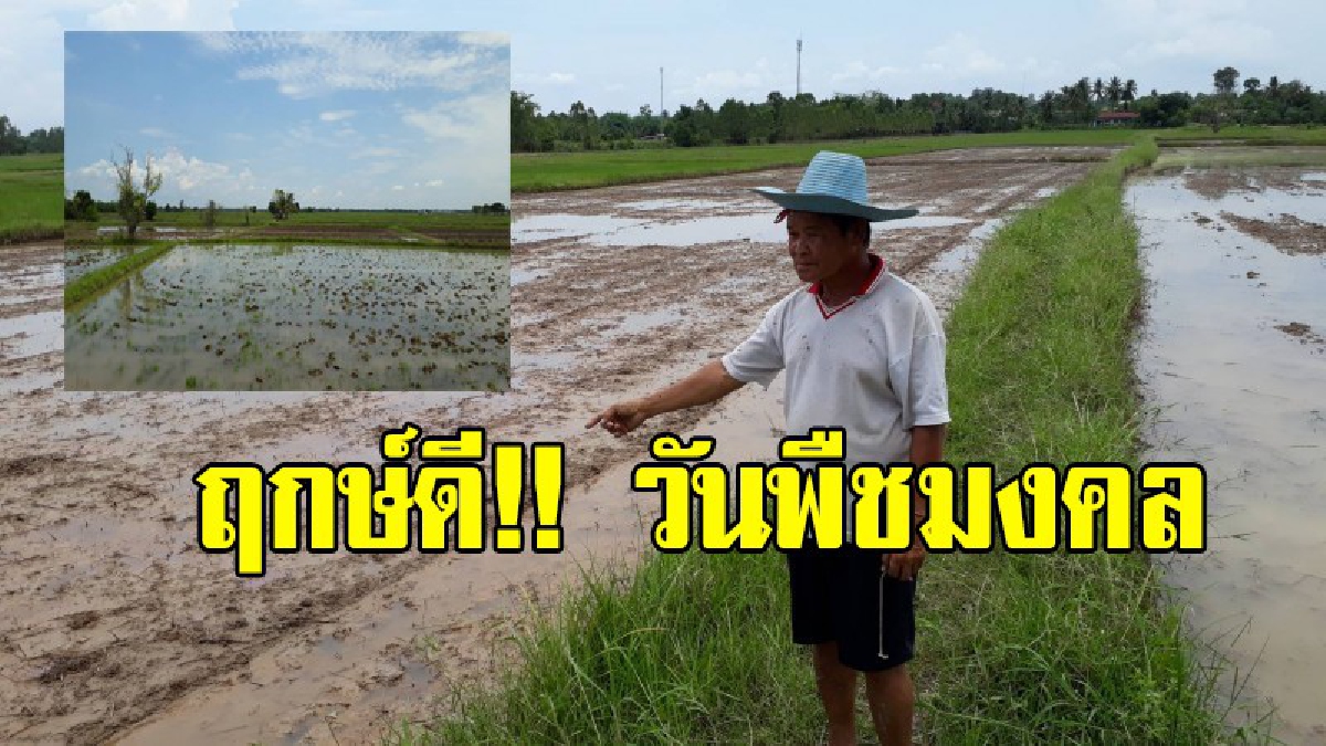 ชาวนาหนองคายถือฤกษ์ดี &lsquo;วันพืชมงคล&rsquo; ลงมือไถหว่านข้าว (มีคลิป)