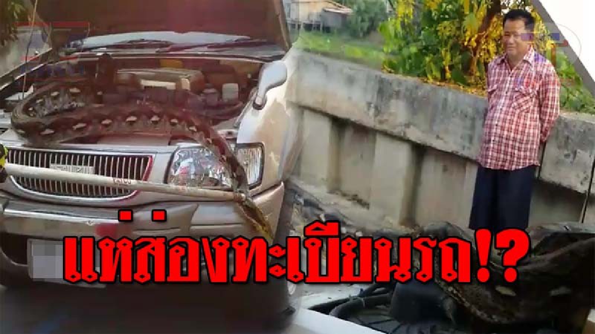 ตะลึงโคตรไอ้หลาม..!! เจ้าของร้านถ่ายเอกสาร สุดช็อค เปิดฝากระโปรงรถดู เจอจังๆ "หลามยักษ์" หนักเกือบ 30 กก. งานนี้คอหวยห้ามพลาด!? (ชมคลิป)