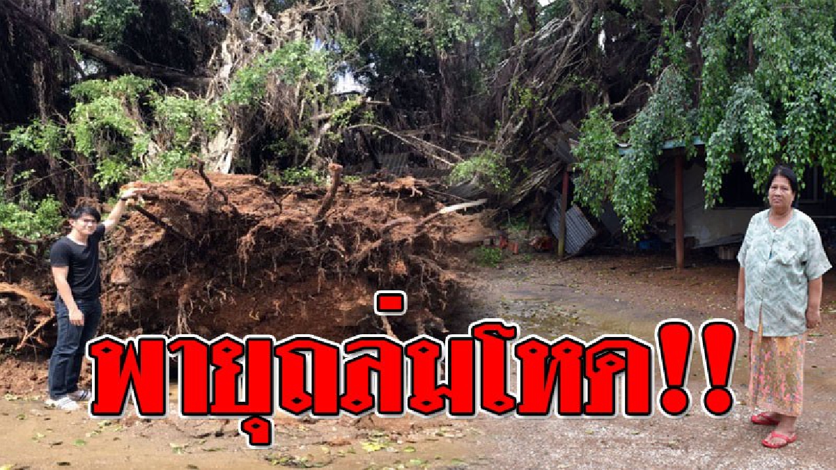 พายุซัดโหด ! ต้นไทรขนาดใหญ่อายุกว่า 70 ปี เกินต้านทานแรงพายุ โค่นล้มทับบ้านซึ่งอยู่ในพื้นที่โรงแรมมิตรเสรีพังเสียหาย..!?? (ชมคลิป)