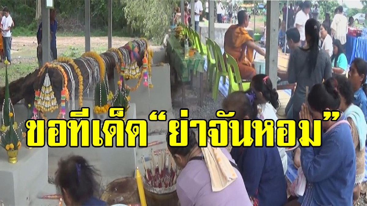 ศาลาวัดแทบแตก !! ชาวบ้านแห่บวงสรวง “ย่าจันหอม”ตะเคียนร้อยปี หลังงวดที่แล้วให้ตรงๆ พลังศรัทธาเนืองแน่น
