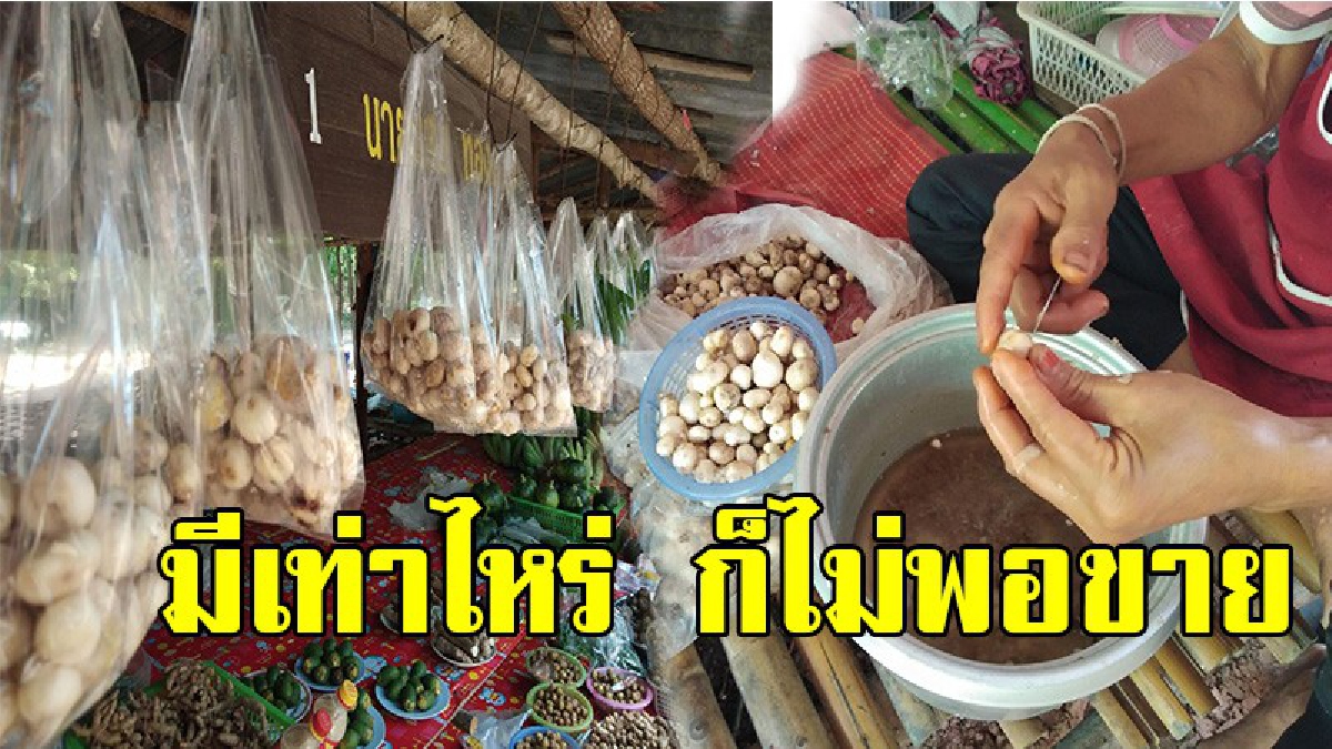 โอกาสทองมาแล้ว !! ชาวบ้านหา"เห็ดเผาะ" ขาย สร้างรายได้ให้ชาวตลาดชุมชนสนสองใบ