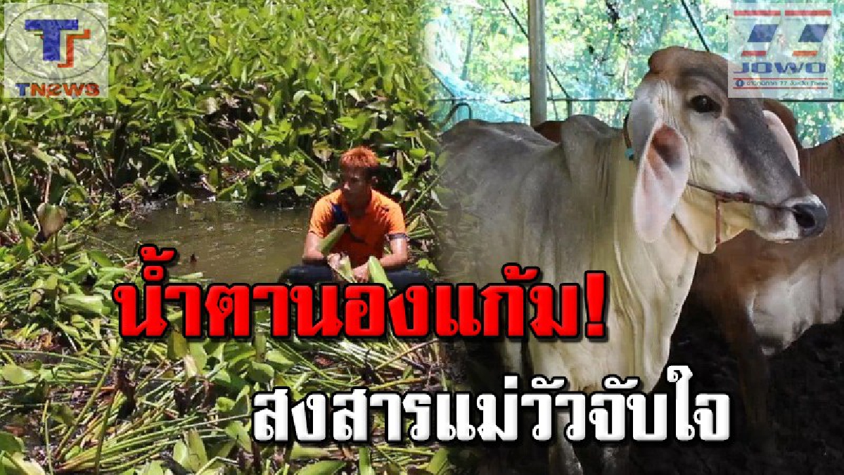 สลดสุดใจ !!! ลูกวัว 2 ตัวลอดรั่ววิ่งซนตกสระน้ำ จนท.งมช่วยระทึก รอดตาย 1 จมดิ่งหายลงก้นสระ 1 (คลิป)