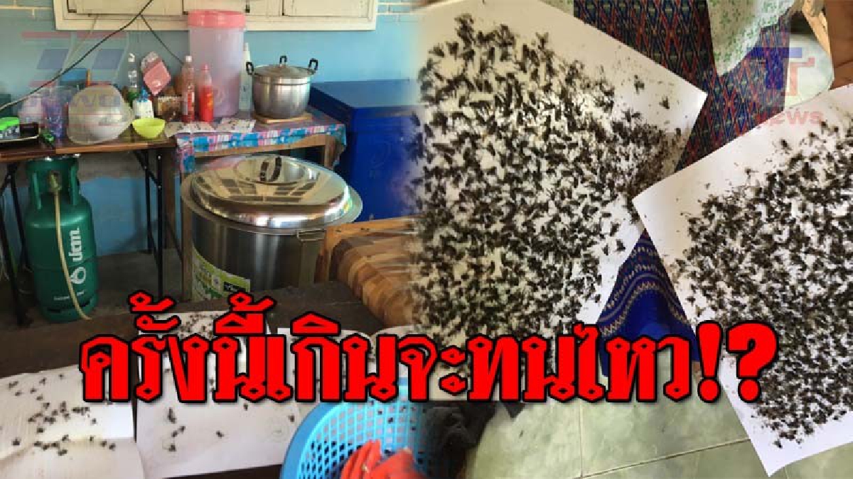 เดือดร้อนกันทั้งบาง..!! กองทัพแมลงวันนับล้านตัว บุกหมู่บ้าน ไม่เว้นแม้แต่วัด สุดบรรลัย หากร้องเรียน จะมีโทรศัพท์ลึกลับ โทรมาข่มขู่!? (คลิป)