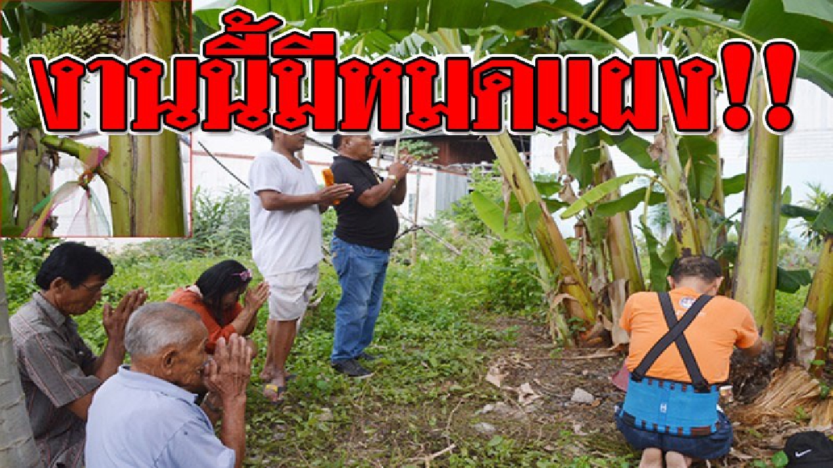 ดูดีๆ..งวดนี้อาจมีเฮ!! เซียนหวยไม่มีพลาด แห่มาดูต้นกล้วยประหลาด ออกลูกกลางลำต้น ขี้ชึ้นฟ้า..ไม่รีรอเพ่งหาเลขทันที!?? (ชมคลิป)