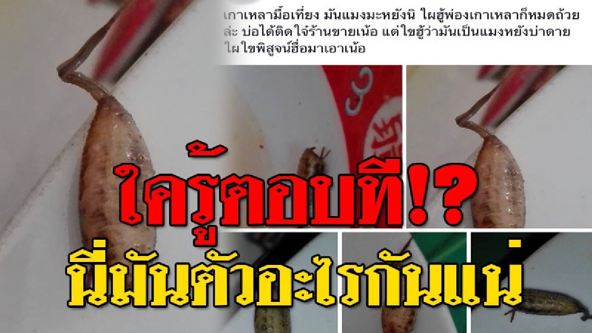 ทำอายไปทั้งจังหวัด!?? โซเชียลแชร์สนั่น นี่มันตัวอะไร..อยู่ในถ้วยเกาเหลา คนเห็นอ้วกแทบพุ่ง กินจนเกลี้ยงจาน แต่มาเห็นแบบนี้อยากล้างท้องด่วน!!