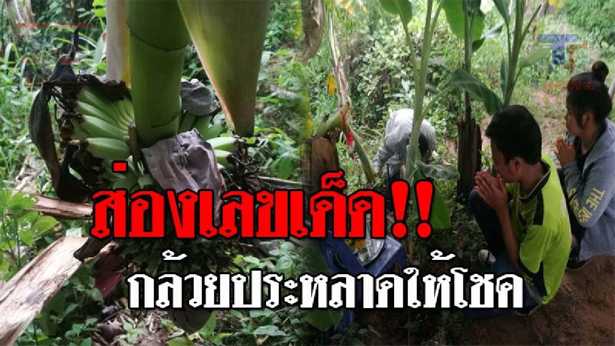งวดนี้มีสะเทือน..!! ชาวบ้านแห่ขอเลขเด็ด "กล้วยประหลาด" เชื่อโผล่มาให้โชคลาภ หลังเจ้าของฝันเห็นหญิงแต่งชุดไทย!? (ชมคลิป)