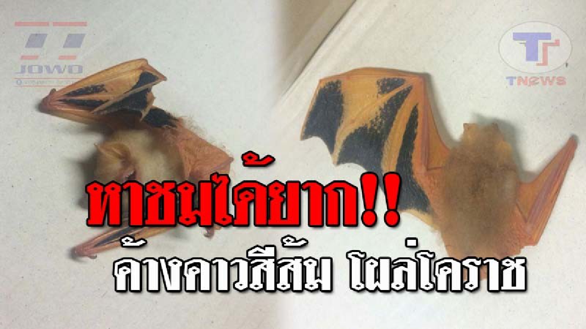 ฮือฮาทั้งจังหวัด..!! ทำเอาตาลุกว้าว หลังพบ "ค้างคาวสีส้ม" คาดเป็นพันธุ์หายาก และเป็นสัตว์คุ้มครองในประเทศไทย!? (ชมคลิป)