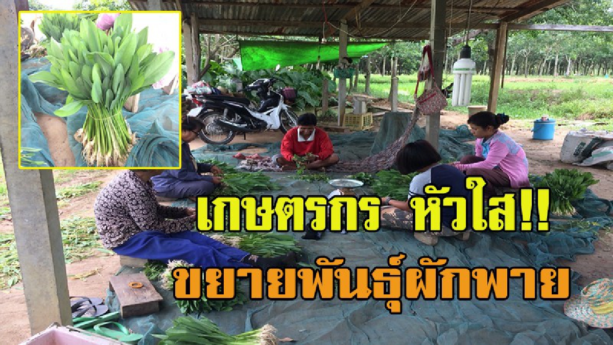รายได้ปัง!!.ปลูกผักพาย หรือ ผักช้อน จากผักที่ขึ้นเองตามธรรมชาติ ทุกวันหายากเกษตรกรหัวใสนำมาขยายพันธุ์ ปลูกลงแปลงสร้างรายได้งาม (ชมคลิป)