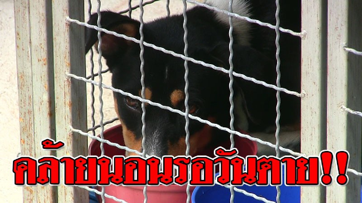 สงสารจับใจ ! เจ้าอาวาสวัดดังพบ "หมาวัด" มีอาการคล้ายติดเชื้อ "พิษสุนัขบ้า" แต่..ไม่กล้าตัวหัวไปตรวจสอบ เผย..ทุกชีวิตมีค่า!?? (ชมคลิป)