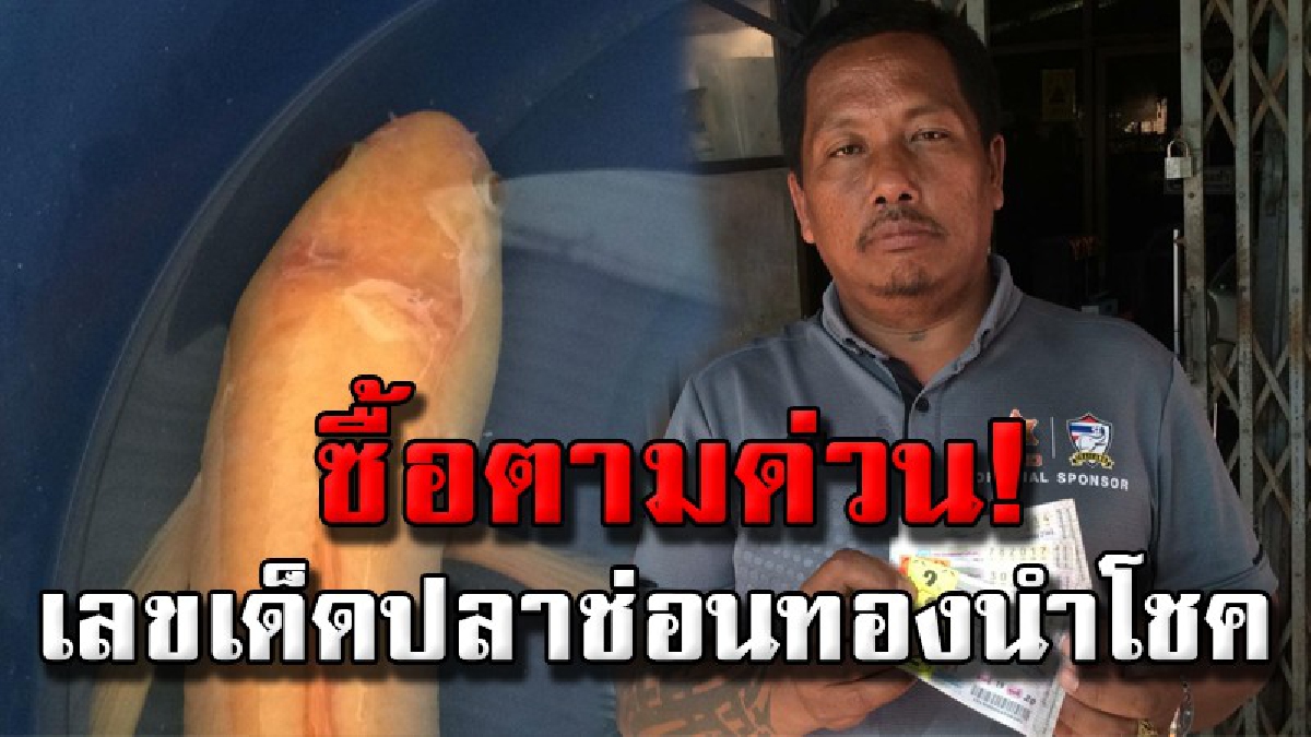 ฮือฮา!! "ปลาช่อนทอง" ให้โชค หนุ่มใหญ่เจ้าของถูกสลากกินแบ่งรัฐบาลหลายงวดติดต่อกัน ลั่น! ไม่มีทางขาย ขอเลี้ยงจนกว่าจะตายจากกัน (มีคลิป)