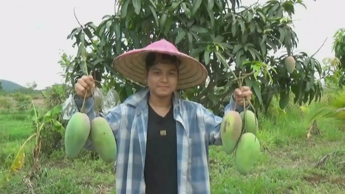 หนุ่ม ป.ตรี หันมาปลูกมะม่วงพันธ์เขียวใหญ่ ลูกละกิโลกว่า