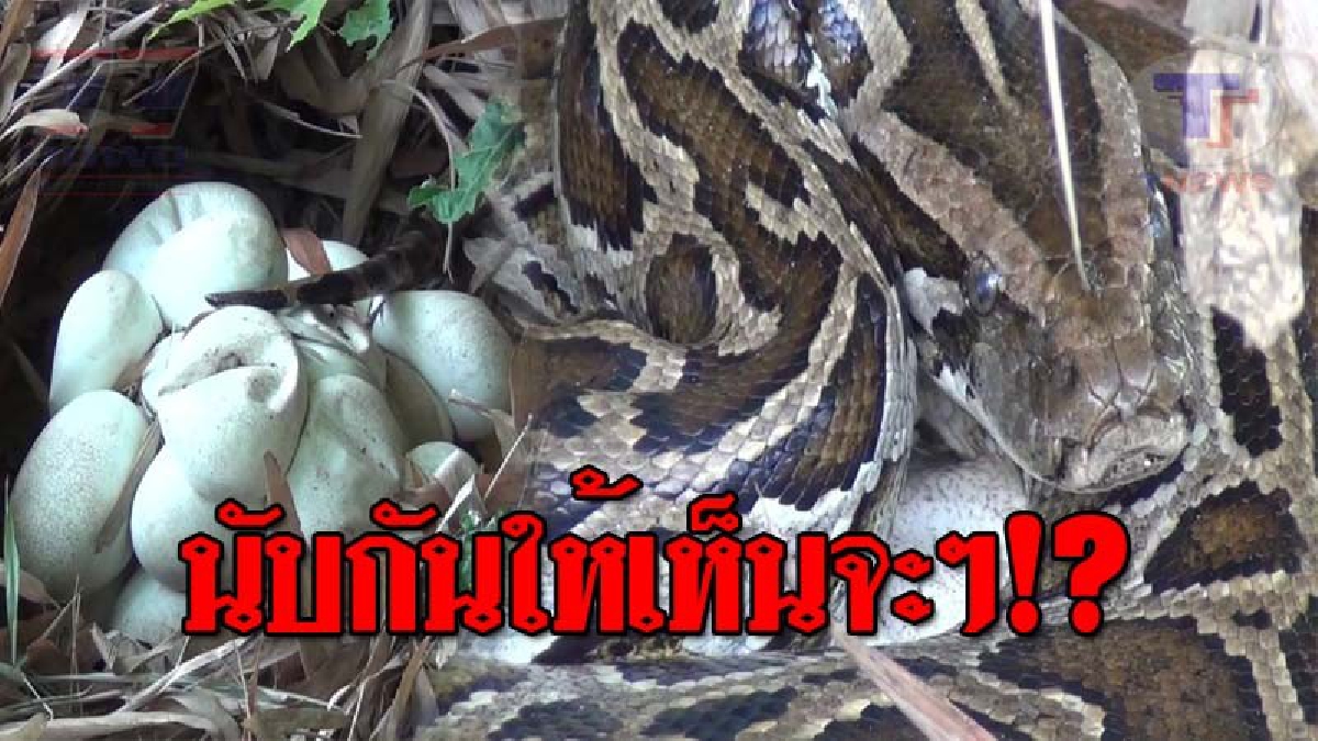 แม่เจ้าโว้ย..โคตรใหญ่ !! ชาวบ้านสุดช็อค จู่ๆไปเจอเข้าจังๆ "แม่เหลือมยักษ์" นอนกกไข่ใต้ต้นกอไผ่ นับดูดีๆ...งานนี้มีเลขเด็ด!? (ชมคลิป)