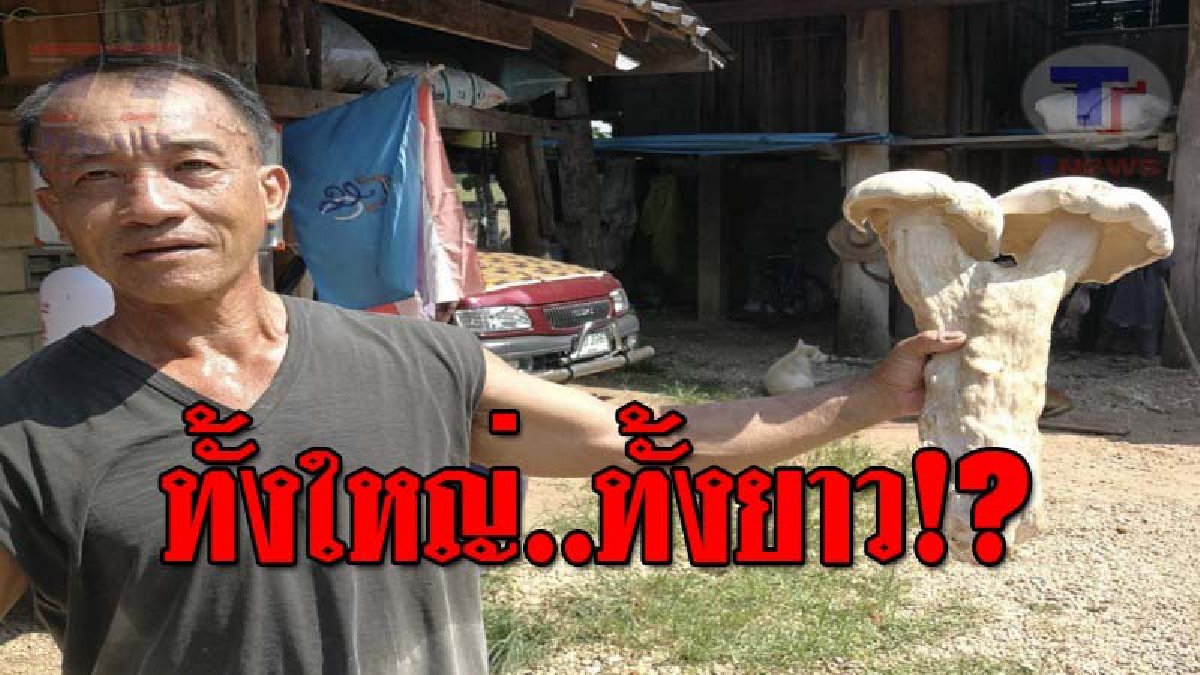 ฮือฮาหนักมาก..!! ชาวบ้านพบ "เห็ดจั่นยักษ์" หนัก 2 กก. ยาวเกือบ 70 ซม. รูปร่างคล้ายปลัดขิก สุดทึ่ง มีสรรพคุณช่วยต้านการเกิดโรคมะเร็ง!?