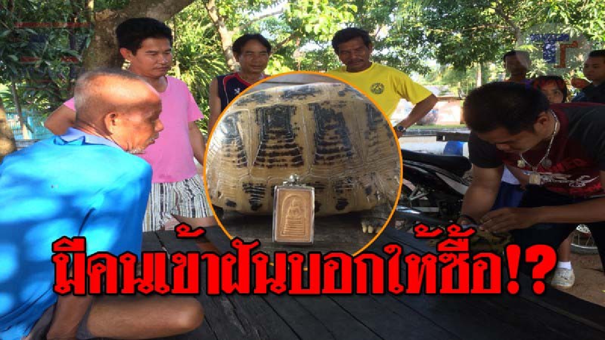 สะเทือนยันโค้งสุดท้าย..!! ชาวบ้านอึ้ง พบ "เต่าสีทอง" กระดองเป็นรูป "พระสมเด็จ" ทำขนหัวลุกหลังนำเข้าบ้าน มีคนมาเข้าฝันให้ซื้อเลขเด็ด!? (คลิป)