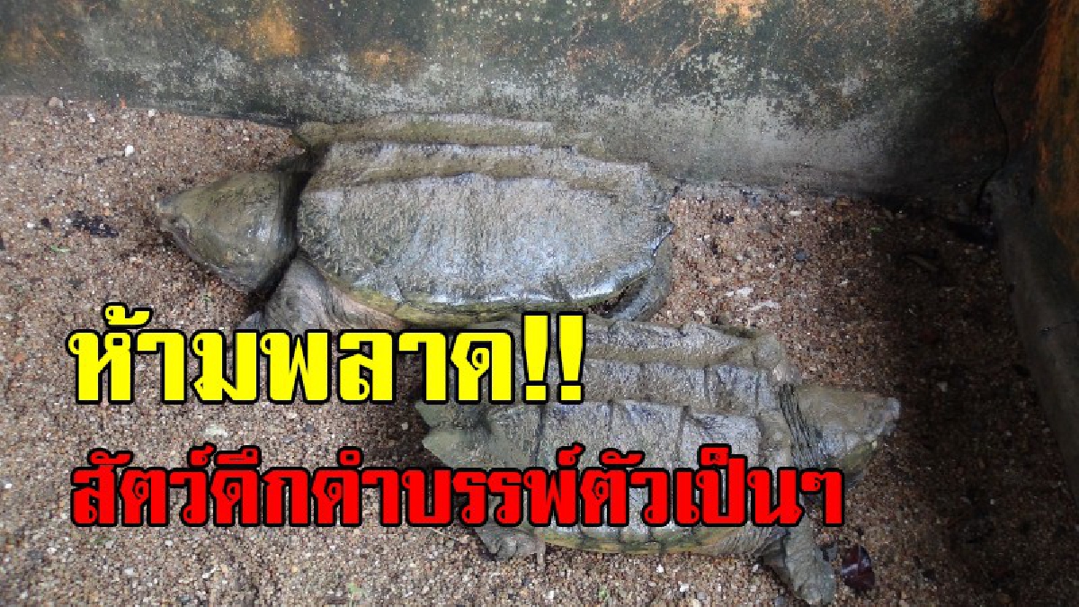 สุดตะลึง!!เปิดให้ชมชัดๆ สัตว์ดึกดำบรรพ์ที่หลงเหลือมีชีวิตอยู่ถึงปัจจุบัน เต่าอัลลิเกเตอร์ 2 ตัว ที่จ.สตูล