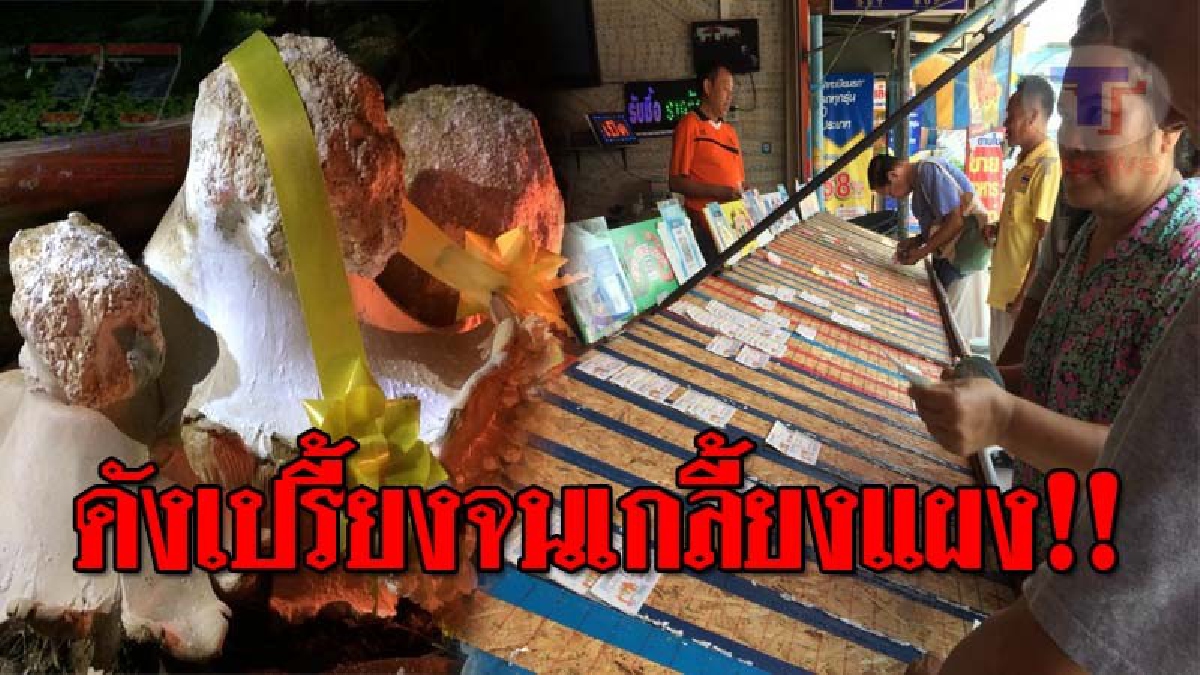 โค้งสุดท้ายเตรียมเฮ..!! เลขเด็ด-เลขดัง ขายหมดเกลี้ยงแผง หลังคอหวยแตกตื่น “เห็ดตีนแฮดยักษ์” โผล่ให้โชค ถูกมาแล้ว 3 ตัวตรงๆ!? (ชมคลิป)