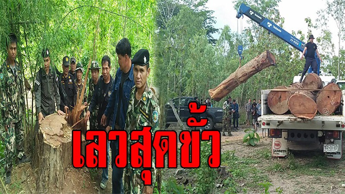 มันไม่มีสำนึก !! มอดไม้สุดแสบ ลักลอบตัดไม้ประดู่ยักษ์อายุนับร้อยปีในเขตป่าสงวนแห่งชาติ.(ชมคลิป)