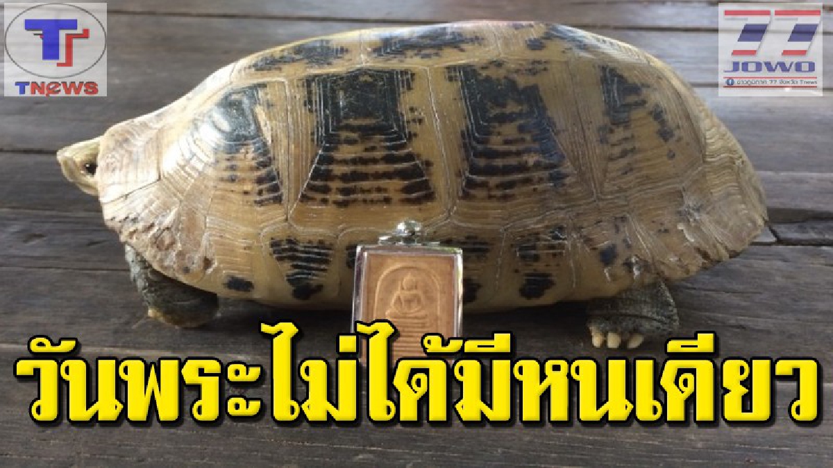 คอหวยอกหัก !! หลังเลขเด็ด "เต่าสีทอง" พลาดเป้า ด้านเจ้าของยัน! จะเลี้ยงต่อ..งวดหน้าอาจเป็นวันของเรา (คลิป)
