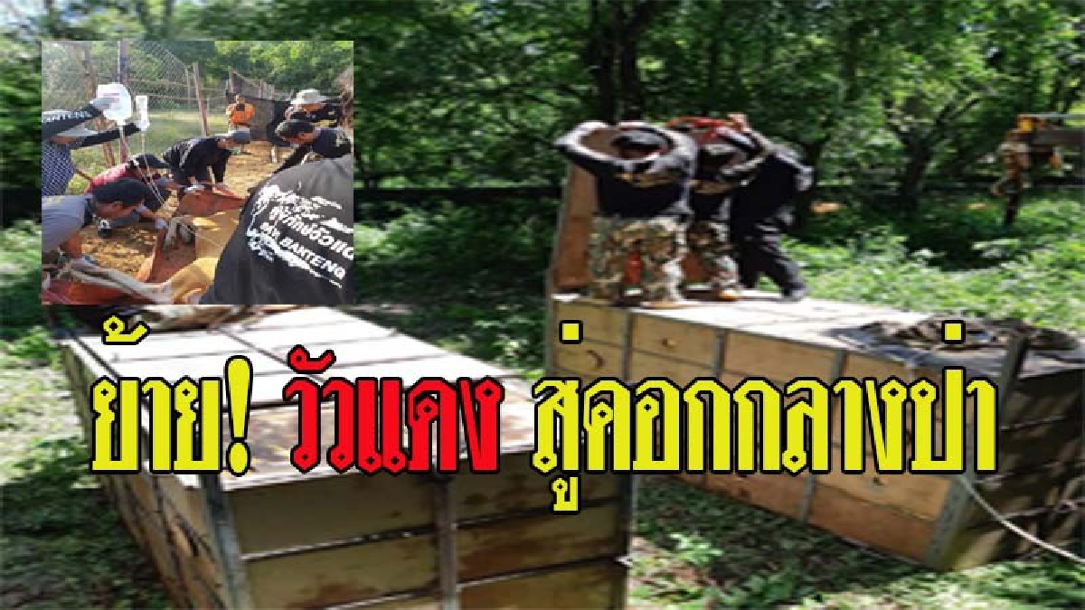 ปล่อยวัวแดง กลับคืนสู่ธรรมชาติ (ชมคลิป)