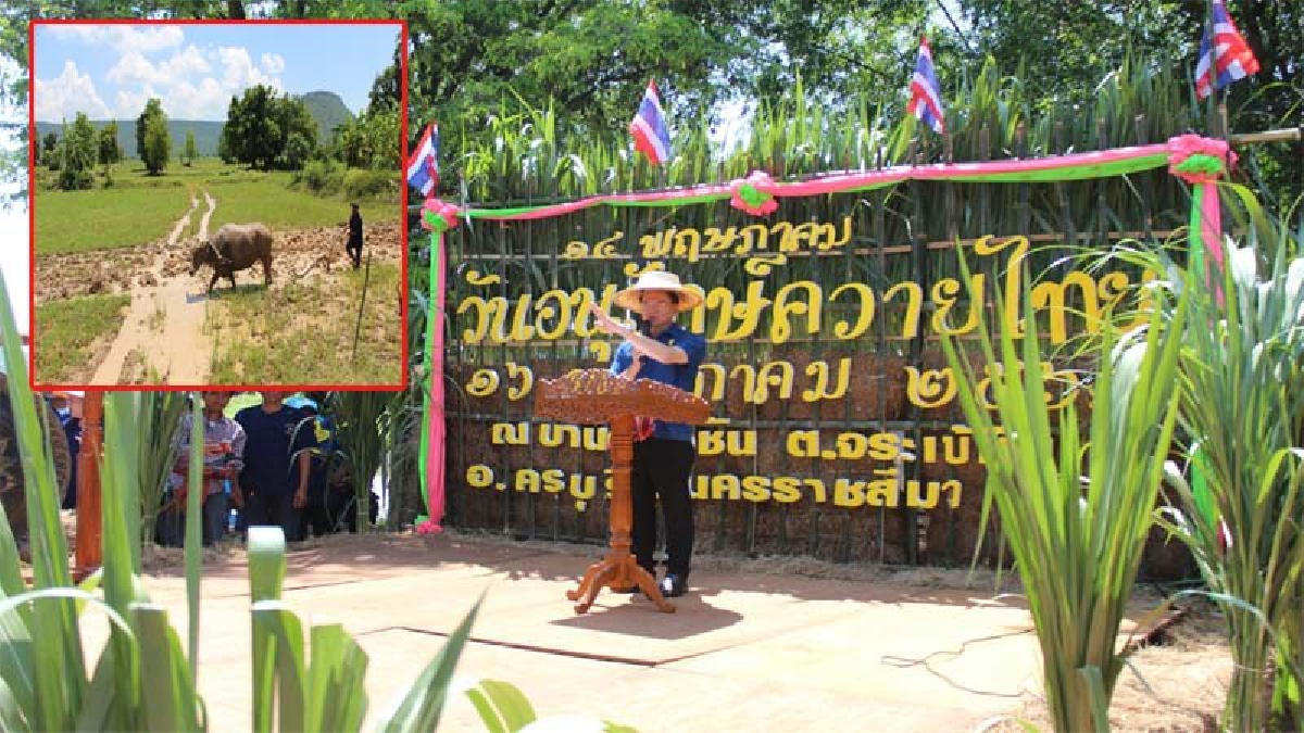 โคราชจัดงานวันอนุรักษ์ควายไทย ผู้ว่าฯมอบนโยบายเพิ่มประชากรควายเร่งด่วน!! หลังพบแนวโน้มลดลงต่อเนื่อง (มีคลิป)