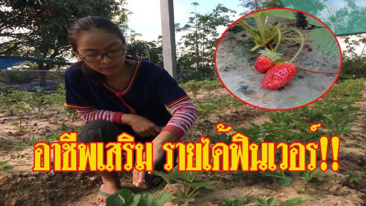 ชี้ช่องทางรวย..!! สาว อบต.เมืองช้าง ใช้เวลาหลังเลิกงาน ปลูกสตอเบอรี่ ขายสร้างรายได้มากกว่า เดือนละ 10,000 บาท (มีคลิป)