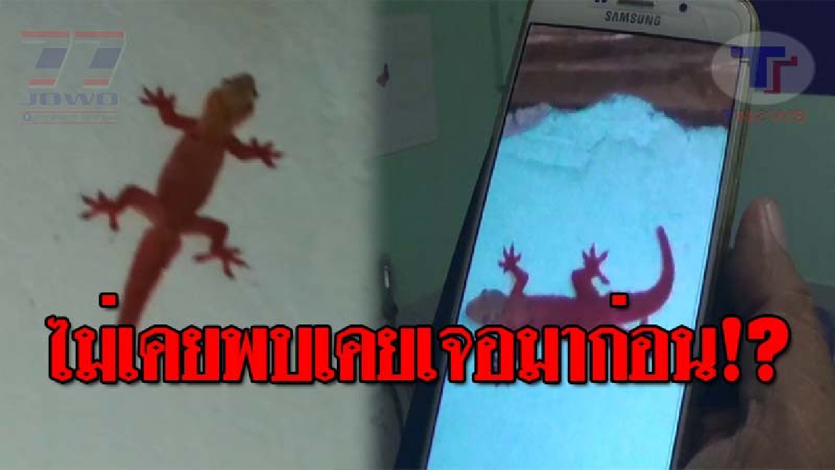 สุดแปลก..!! ชายวัย56 พบจิ้งจกลำตัวเป็นสีแดง ยกเว้นส่วนหัว เจ้าตัวเผยแปลกมาก ไม่เคยพบมาก่อน พอดูใกล้ๆ มันตกถังสีมาก็ไม่ใช่!? (ชมคลิป)