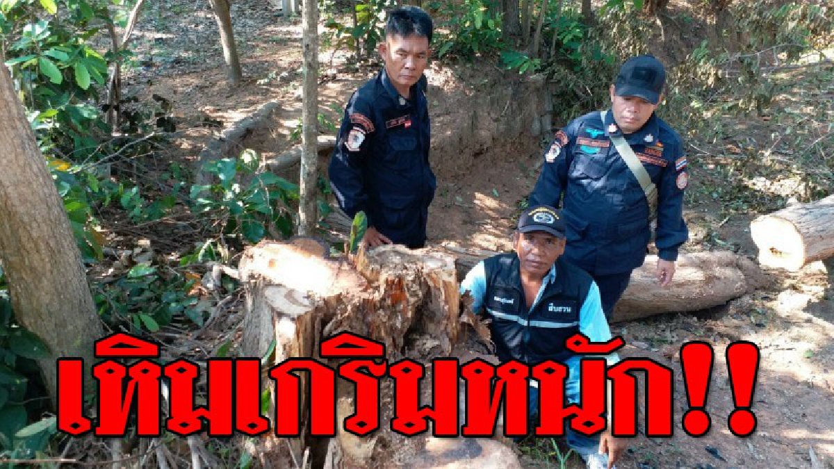 เหิมหนักเข้าทุกวัน!! ชุด ปทส.กก.สืบสวน ภ.จว.สร. ตรวจยึดไม้พะยูงที่แก็งค์ลักลอบนำมาทิ้งไว้..!?? (ชมคลิป)