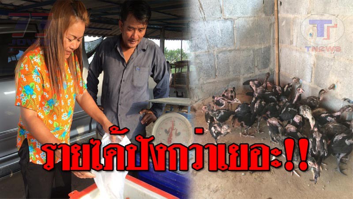 ฮึดสู้..!! 2สามีภรรยา ซื้อของเก่า-ทำนา ไม่ประสบผลสำเร็จ ผันตัวเองมาทำอาชีพเสริม เลี้ยงไก่บ้านขาย รายปังกว่าเดือนละ 30,000 บาท!? (ชมคลิป)
