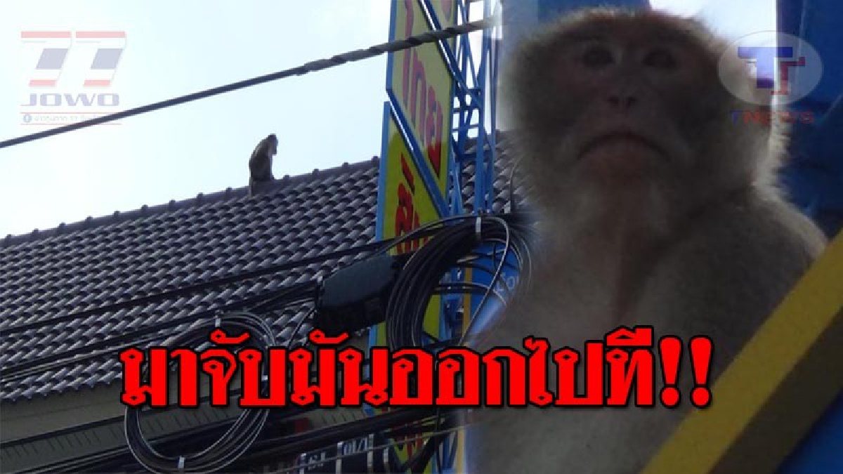 มันมาทำอะไรที่นี่..!? ชาวบ้านแจ้ง ตร. ช่วยประสานหน่วยงาน มาช่วยจับลิงตัวใหญ่ หลังเกรงจะทำร้ายชาวบ้าน และเด็กๆ!? (ชมคลิป)