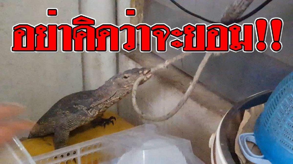 โอ้คุณพระ..ดุมาก ! เปิดคลิปดูชัดๆ "ตะกวดยักษ์" หิวโซบุกบ้าน สาวใหญ่และลูกกระโดดหนีแทบไม่ทัน เผยตอนจะจับ..มันสู้ขาดใจ!?? (คลิป)