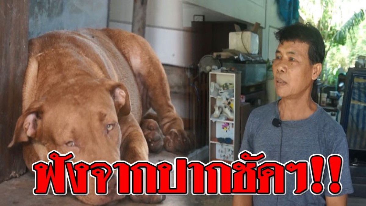 เปิดใจ..เปิดความจริง ! เจ้าของสุนัขพิทบูล ที่รุมกัดพระ วอนโซเชียลอย่าลงข้อมูลเกินจริง ลั่นหากอยากรู้อะไร..ให้มาถามตนตรงๆ!?? (ชมคลิป)