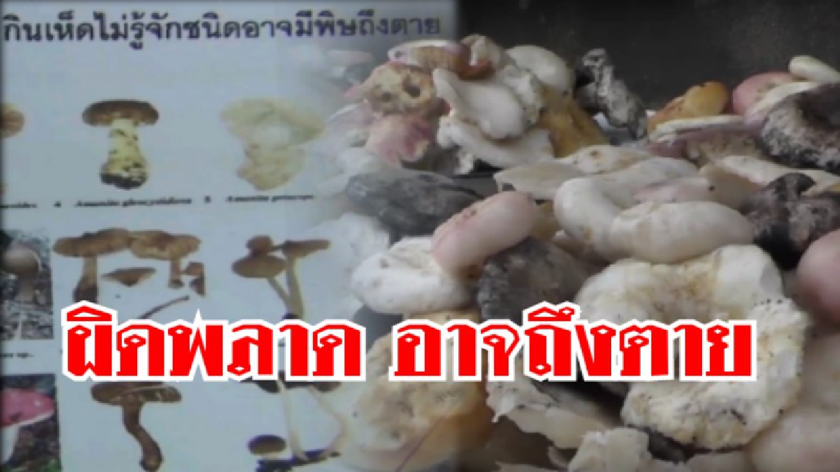 ดูให้ดี ก่อนกิน!! สสจ.ออกเตือน ประชาชน เป็นห่วงเรื่องเห็ดป่า ดูให้ดี ถ้าพลาดอาจถึงตายได้!! (ชมคลิป)