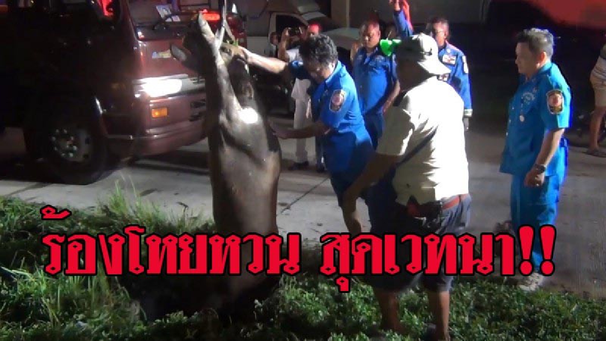 #เปิดนาทีชีวิต ลูกควายน้อยตกท่อระบายน้ำ ย่านชานเมืองหาดใหญ่ นานนับชั่วโมง จนท.เร่งใช้รถเครนยกช่วยเหลือระทึก (คลิป)