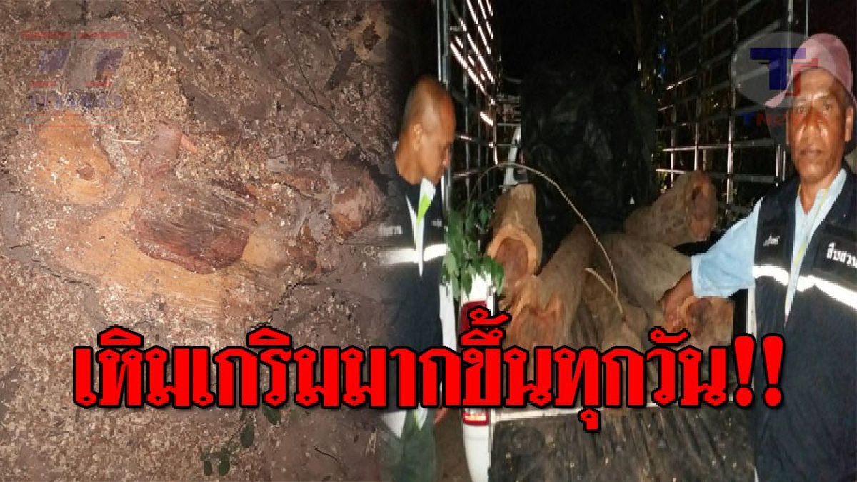 ไล่ล่าต้องจับให้ได้..!! ปทส.บุกเข้าจับ แก๊งมอดไม้ กว่า 15 คน ขณะกำลังตัดไม้พยูง แต่ดันไหวตัวทัน อาศัยความมืดวิ่งหลบหนี!? (ชมคลิป)