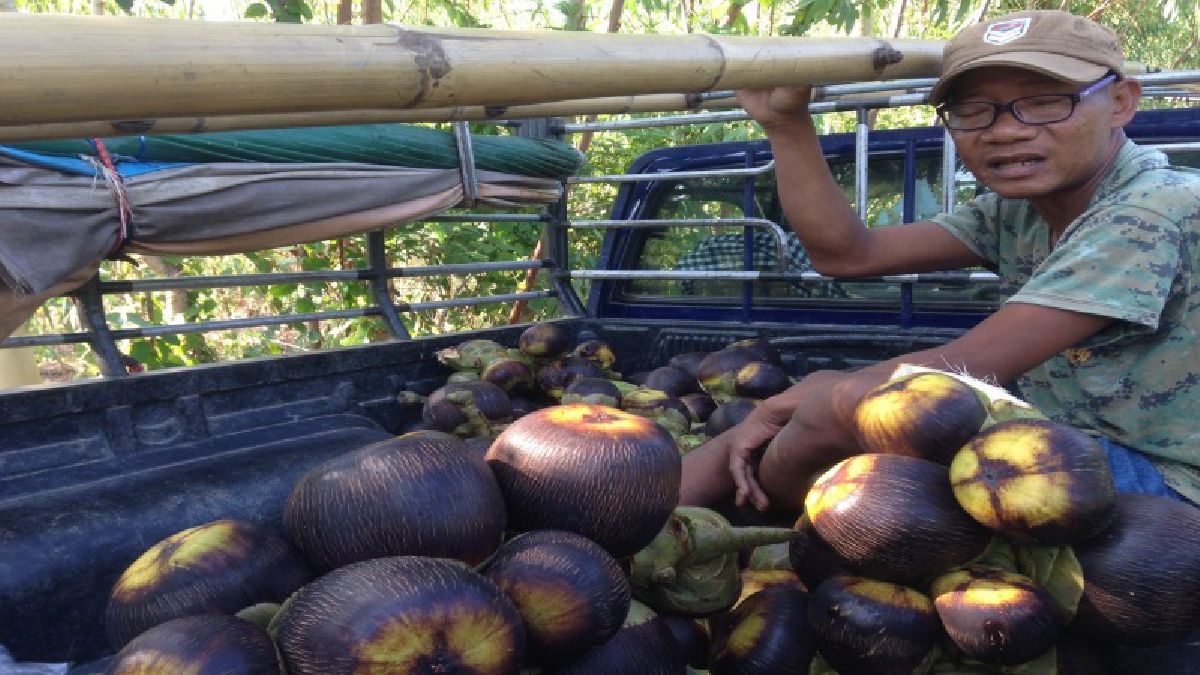 ไปดูกัน!! หนุ่มเมืองช้าง วัย 37 ปี ปีนต้นตาล เฉาะตาลสดขั้นเทพ สร้างรายได้งามกว่าวันละ 3,000 บาท (ชมคลิป)